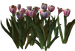 Цветы в PNG